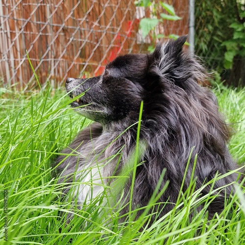 Small, black Pomeranian dog looking back while laying on green grass in the garden 