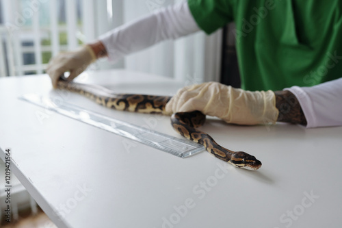 Gloved person handling snake carefully on white laboratory table with ruler nearby and equipment in background ensuring meticulous examination and safety for both