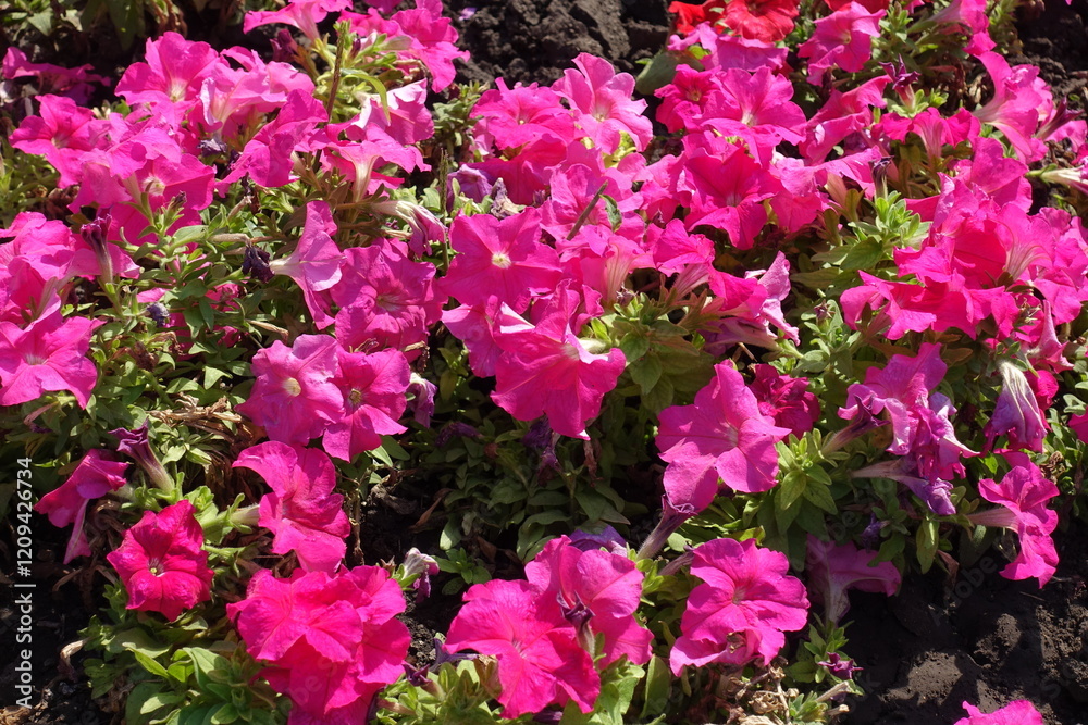 Fuchsia colored and red flowers of petunias in mid September Fuchsia colored and red flowers of petunias in mid September