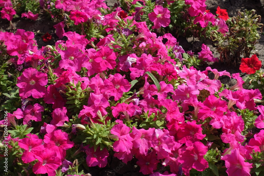 Magenta and red flowers of petunias in August Magenta and red flowers of petunias in August