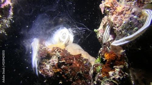  Intense ejaculation of striped ribbon worm