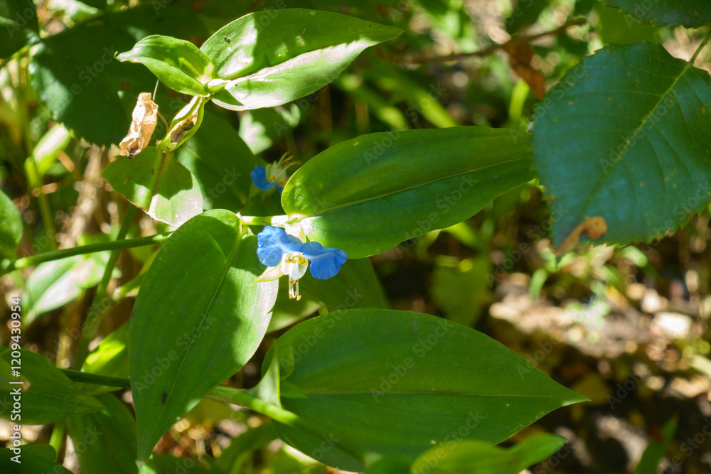 Sky blue flower of Commelina communis in July Sky blue flower of Commelina communis in July