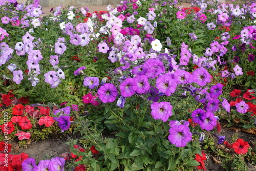 Flowering petunias in pink and red in mid October photo