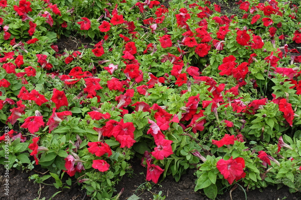 Profuse scarlet red flowers of petunias in July Profuse scarlet red flowers of petunias in July