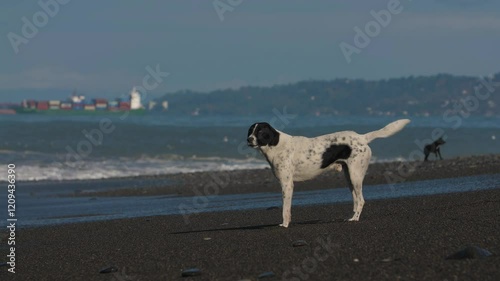 A dog barks at the waves against the background of the sea and mountains