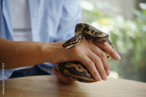 Individual holding a royal python gently, showcasing a close interaction with the reptile while indoors Wearing blue shirt, one can see the patterned scales of the snake as it rests comfortably photo