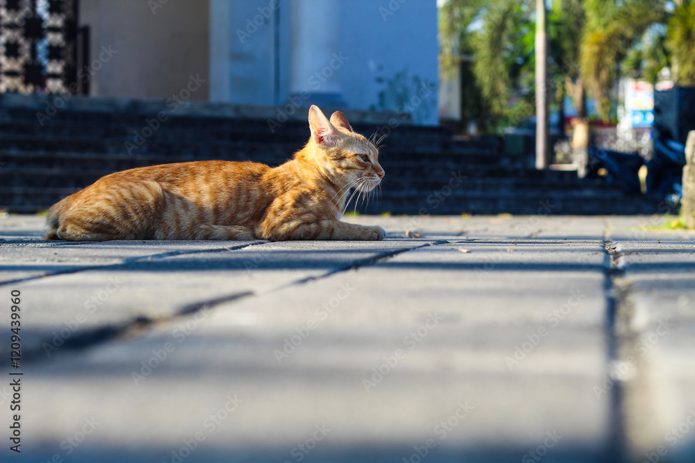 Ginger Cat Relaxes on Pavement: Observing the Urban Surroundings Peacefully Ginger Cat Relaxes on Pavement: Observing the Urban Surroundings Peacefully