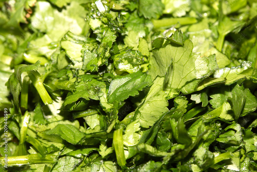 Fototapeta premium Close Up of Chopped Rocket Leaf Green Herb