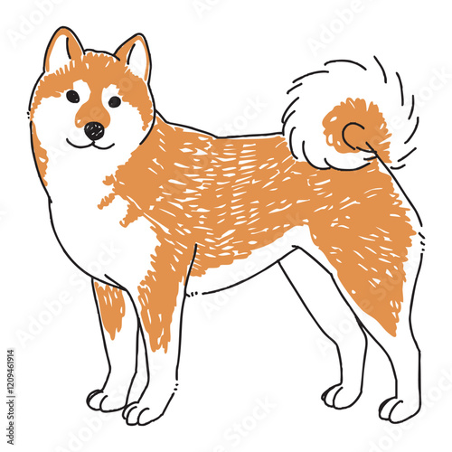 柴犬の手描きイラスト