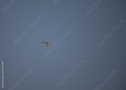 The beautiful River tern with its wings spread wide, against a clear sky background. The bird is graceful flight. photo