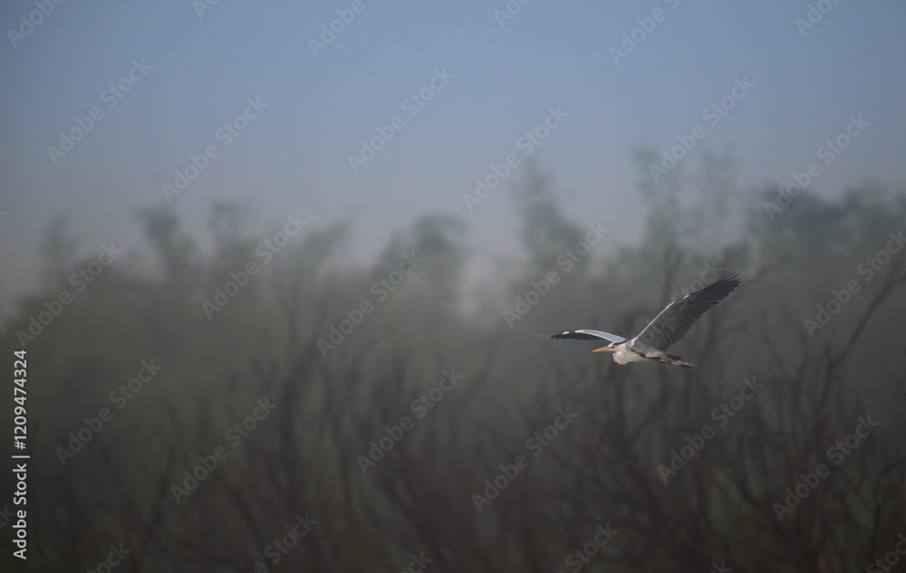 A majestic grey heron in mid flight against a soft, neutral toned background. The birds wings are fully extended, revealing intricate patterns of white and dark feathers. A majestic grey heron in mid flight against a soft, neutral toned background. The birds wings are fully extended, revealing intricate patterns of white and dark feathers.