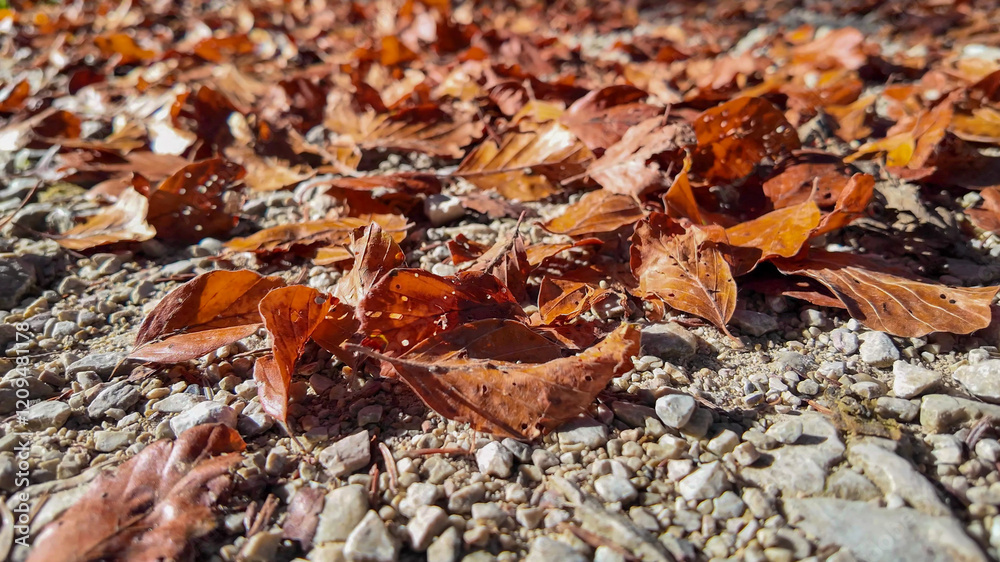 Fallen autumn leaves on a gravel path, symbolizing the seasonal transition and beauty of fall during Thanksgiving Fallen autumn leaves on a gravel path, symbolizing the seasonal transition and beauty of fall during Thanksgiving