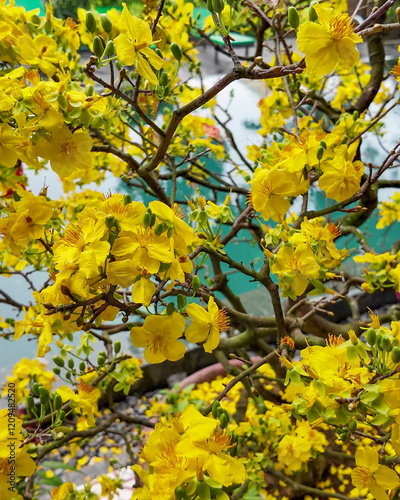 Vibrant yellow ochna flowers bloom on branches, symbolizing prosperity and joy for Vietnamese Lunar New Year, Tet holiday photo