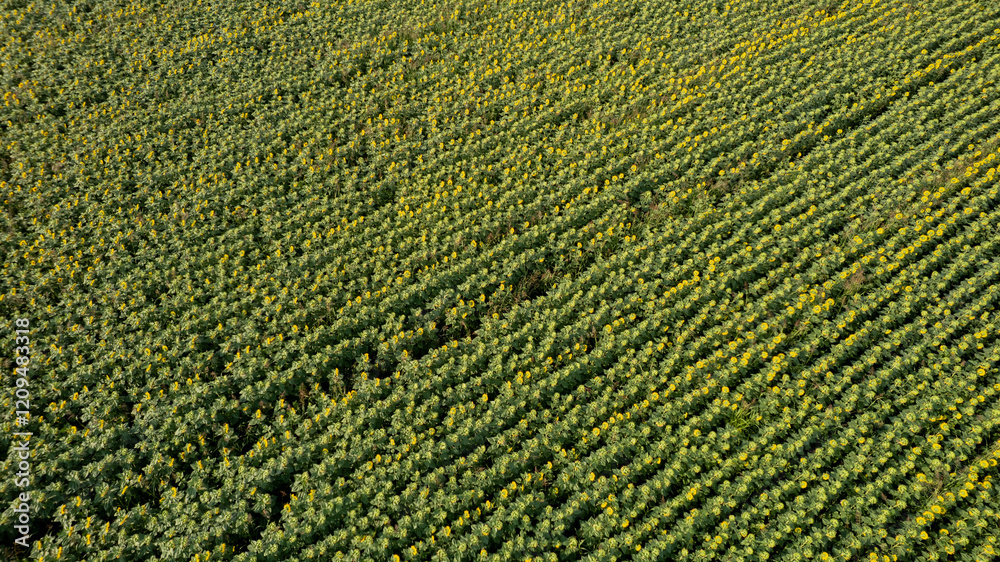 Aerial view of a lush sunflower field symbolizes sustainable agriculture and summer harvest celebrations Aerial view of a lush sunflower field symbolizes sustainable agriculture and summer harvest celebrations