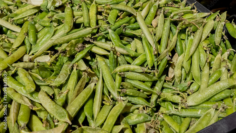 A bountiful harvest of fresh green peas symbolizes sustainable agriculture and healthy eating A bountiful harvest of fresh green peas symbolizes sustainable agriculture and healthy eating