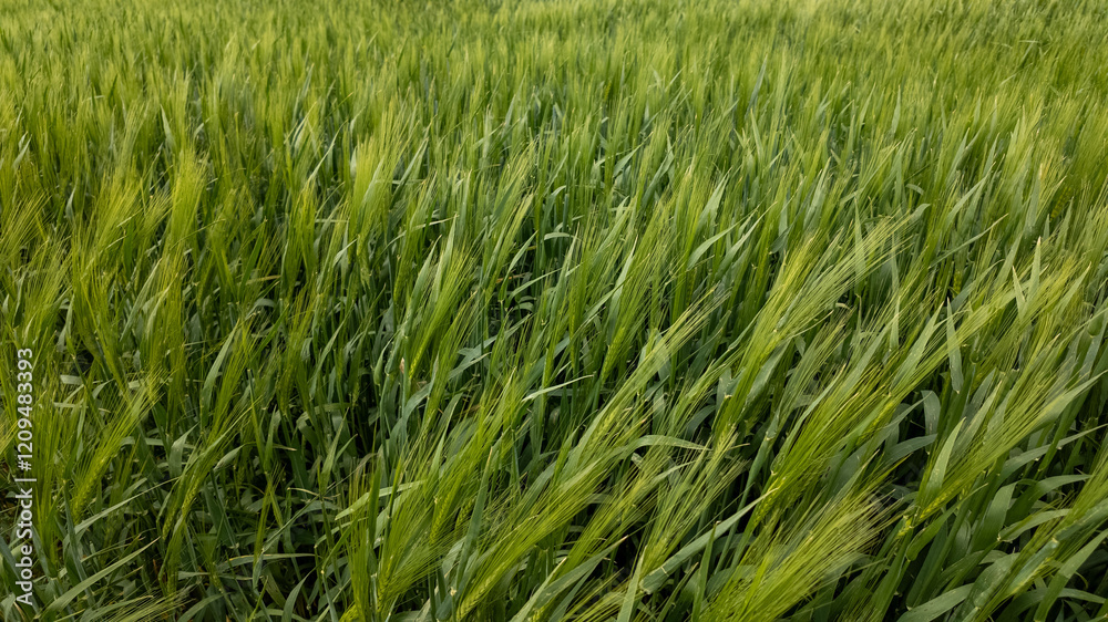 Lush green barley field swaying in the breeze, symbolizing growth and sustainability during the harvest season Lush green barley field swaying in the breeze, symbolizing growth and sustainability during the harvest season