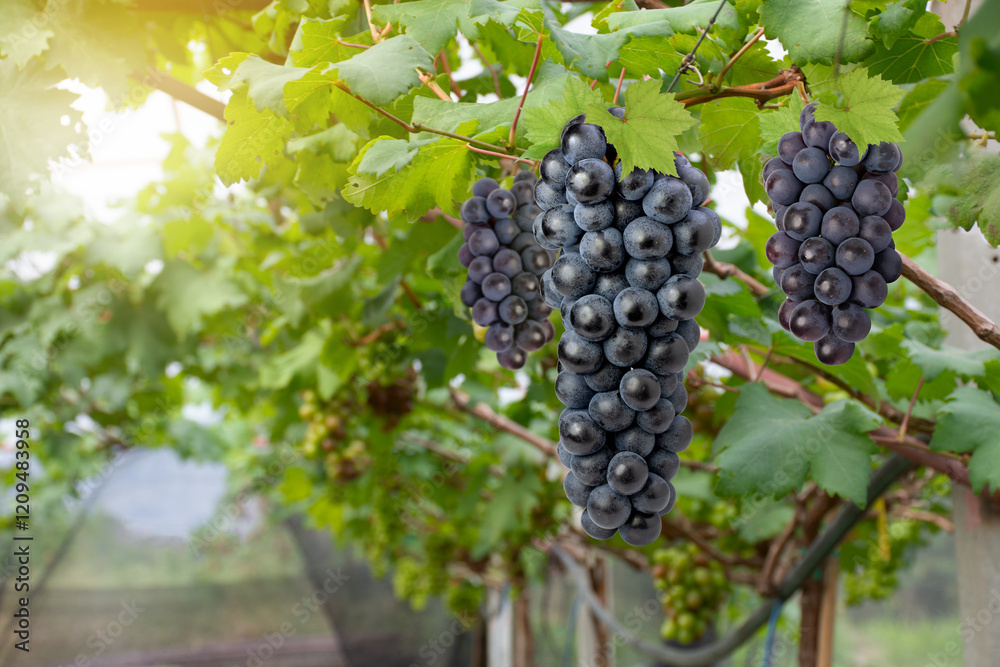 Naklejka premium bunch of black grapes on vineyard