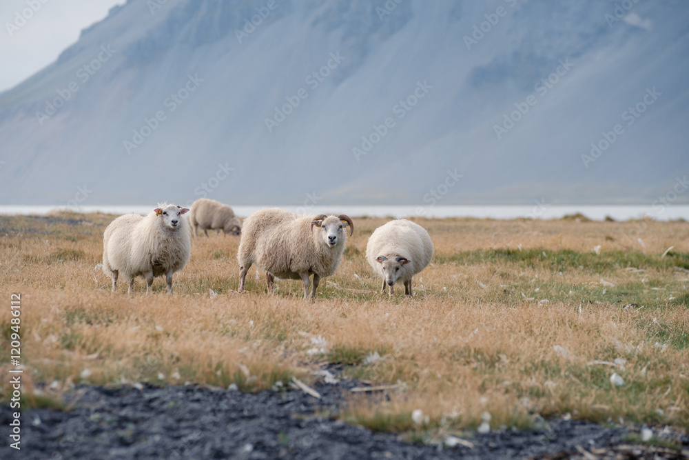 A picturesque Icelandic scene near Vestrahorn Stokksnes, featuring iconic Icelandic sheep grazing against a stunning mountain backdrop A picturesque Icelandic scene near Vestrahorn Stokksnes, featuring iconic Icelandic sheep grazing against a stunning mountain backdrop