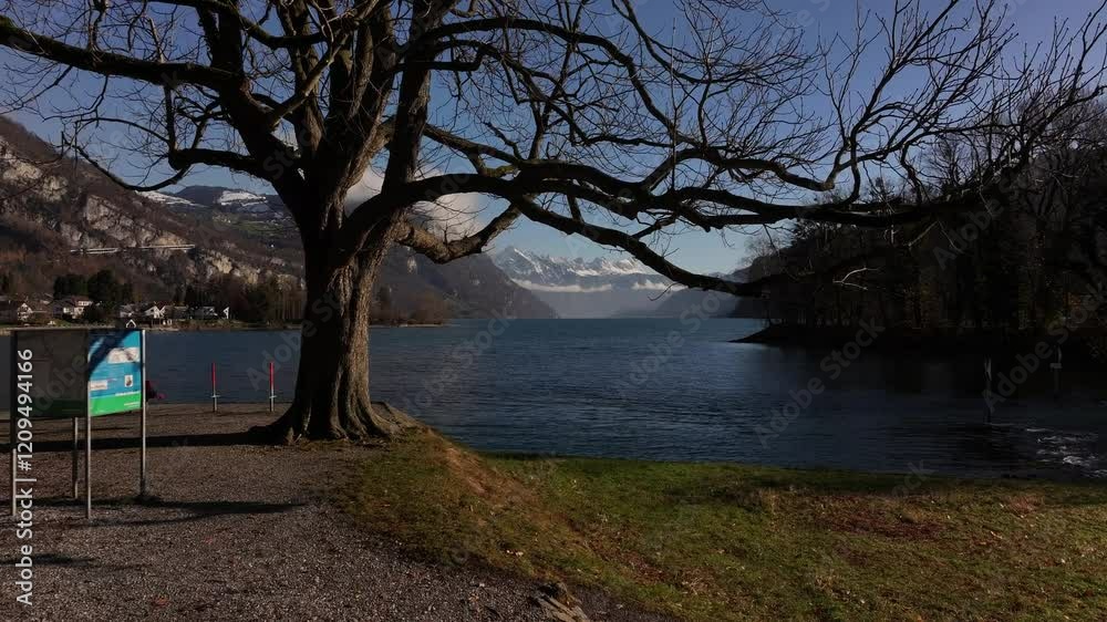 Walensee Tranquility: A solitary tree frames the picturesque view of the lake with snow-capped mountains in the distance. Red benches beckon visitors to pause and soak in the tranquil scene. Walensee Tranquility: A solitary tree frames the picturesque view of the lake with snow-capped mountains in the distance. Red benches beckon visitors to pause and soak in the tranquil scene.