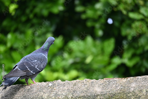 Rock dove or rock pigeon. It is a popular pet bird in the world. In some areas, it is also bringing up for meat. It also used to work as a messenger in the olden times. photo