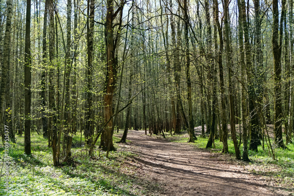 green trees with young foliage in spring forest, beautiful nature background. Spring landscape with pathway in sunny day. green trees with young foliage in spring forest, beautiful nature background. Spring landscape with pathway in sunny day.