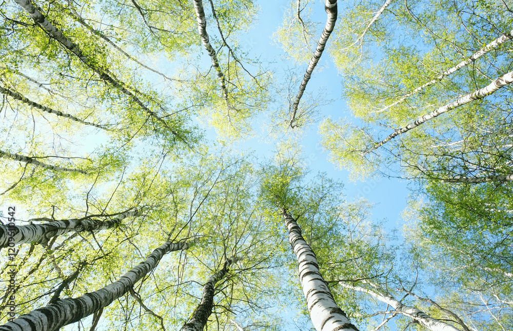 Fototapeta premium bottom up view spring forest crown trees. bright green young foliage in birch forest, beautiful abstract nature background. Spring landscape in sunny day.