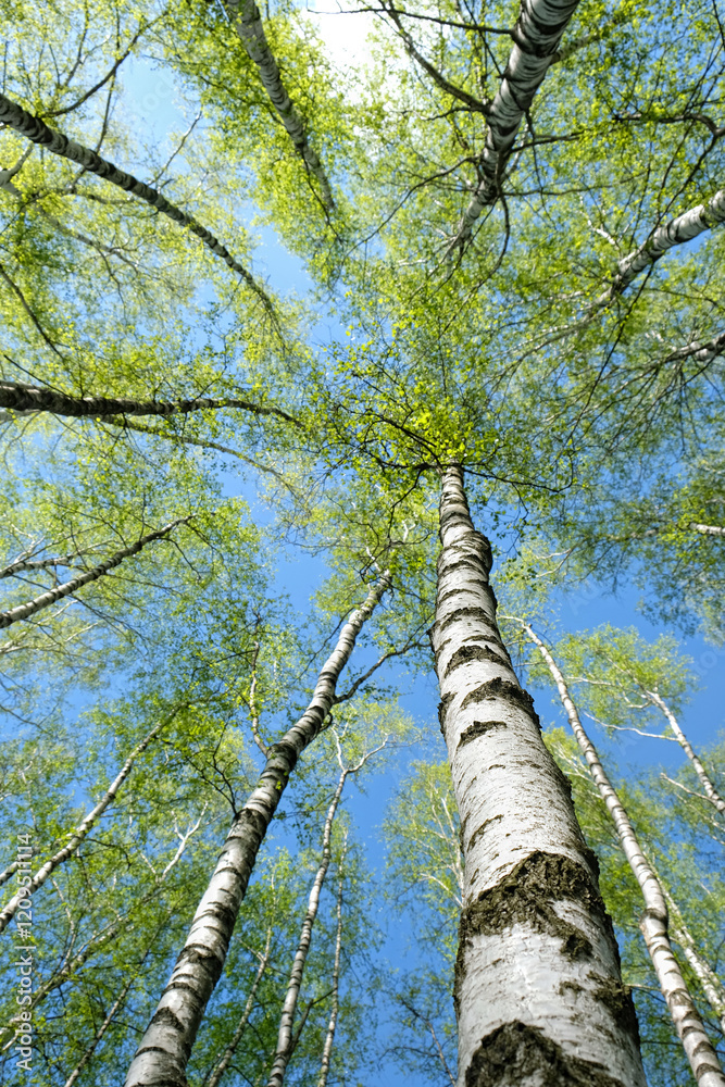 Fototapeta premium bottom up view spring forest crown trees. bright green young foliage in birch forest, beautiful abstract nature background. Spring landscape in sunny day.
