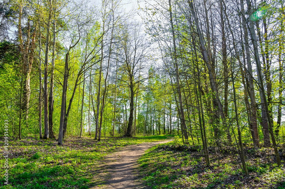 Forest spring landscape - row of pine trees and narrow path lit by soft sunlight. Spring picturesque forest landscape view Forest spring landscape - row of pine trees and narrow path lit by soft sunlight. Spring picturesque forest landscape view