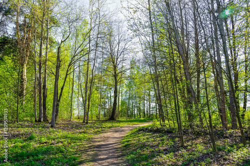 Forest spring landscape - row of pine trees and narrow path lit by soft sunlight. Spring picturesque forest landscape view