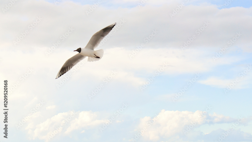 A seagull flies between white clouds in the blue sky over the Baltic Sea in Zingst A seagull flies between white clouds in the blue sky over the Baltic Sea in Zingst