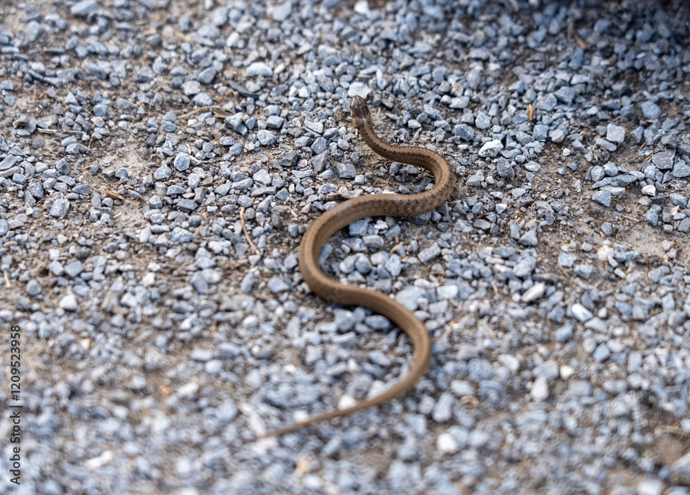 Small snake on gravel pathway Small snake on gravel pathway