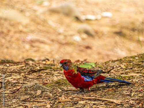 Crimson Rosella Head Up On Barren Ground photo