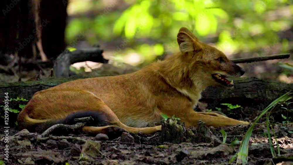 The dhole (Cuon alpinus) is a social, pack-living carnivore with a reddish coat, bushy tail, and remarkable teamwork in hunting, using unique vocalizations. The dhole (Cuon alpinus) is a social, pack-living carnivore with a reddish coat, bushy tail, and remarkable teamwork in hunting, using unique vocalizations.