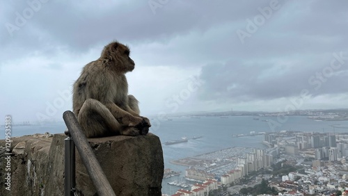 Barbary macaque overlooking Gibraltar