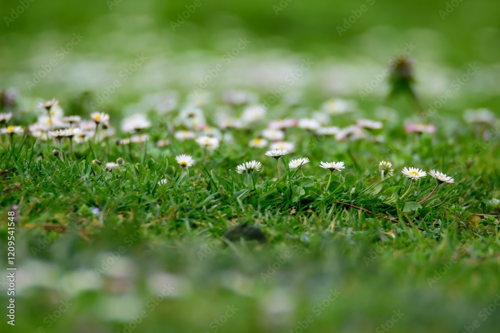 Fototapeta premium Close-up of white daisies blooming in a lush green field on a sunny day in France