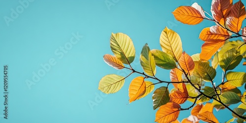 Vibrant autumn leaves showcasing shades of green and orange against a clear turquoise sky, positioned in the upper right corner of the image. photo