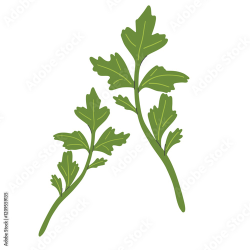 Fresh green plant, nutritious, tasty green parsley. Fresh green plant, nutritious, tasty green parsley. Vector illustration.