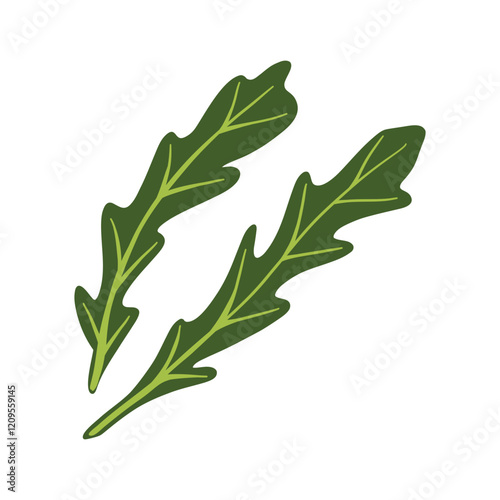 Fresh arugula leaf. Greens, leafy vegetable. Healthy veggie food. Ruccola herbs, seasoning. Flat vector illustration isolated on white background