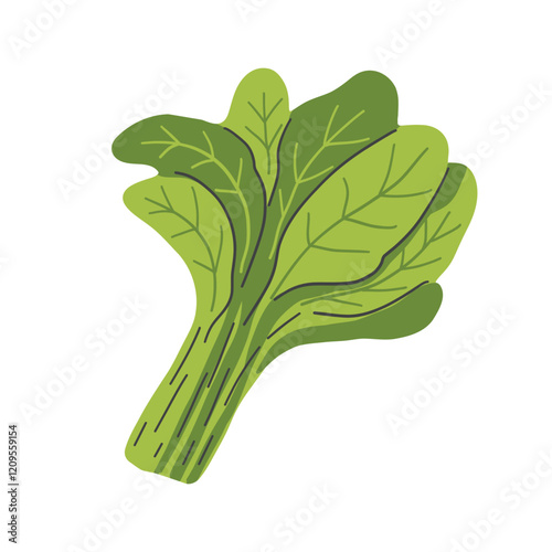 Fresh juicy raw leaf spinach isolated on a white background. Healthy diet, vegetarian food. Green salad plant collection in flat style.Vegetable healthy food and organic theme. 