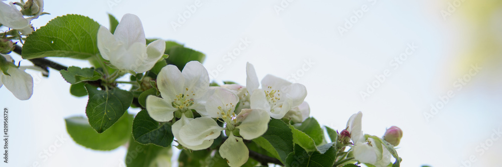 Obraz premium Blooming Apple tree branches with white flowers close-up.