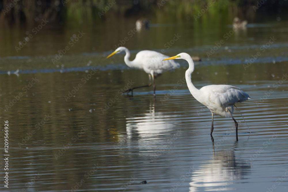 great white egret looks to the left, great egrets wading through the water , white birds with yellow beak, white feathers, calm scene, great white bird
great white egret looks to the left, great egrets wading through the water , white birds with yellow beak, white feathers, calm scene, great white bird
