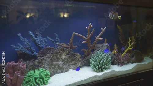 Aquarium with tropical colorful fish and corals. Aquarium is decorated with corals and algae. Aquarium as a hobby. Beautiful flora and fauna in a home aquarium