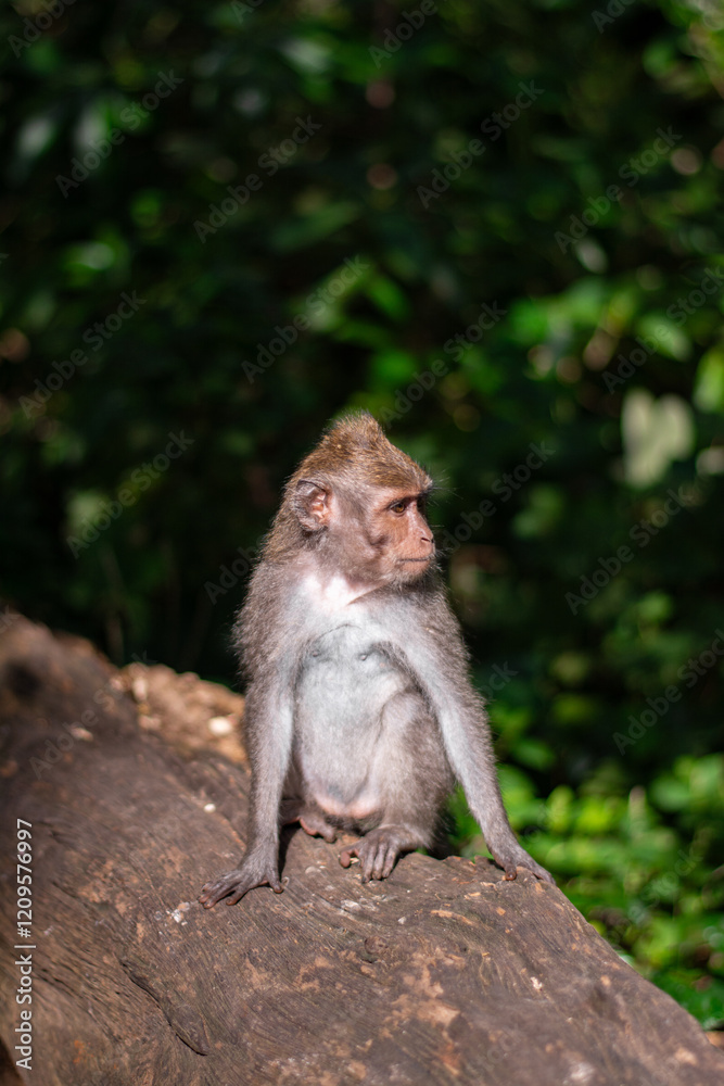 Macaca fascicularis, crab-eating macaque, long-tailed macaque relaxing in Monkey Forest, Ubud, Bali, Indonesia. Close up. Cute Monkey. Animal in wild nature Macaca fascicularis, crab-eating macaque, long-tailed macaque relaxing in Monkey Forest, Ubud, Bali, Indonesia. Close up. Cute Monkey. Animal in wild nature