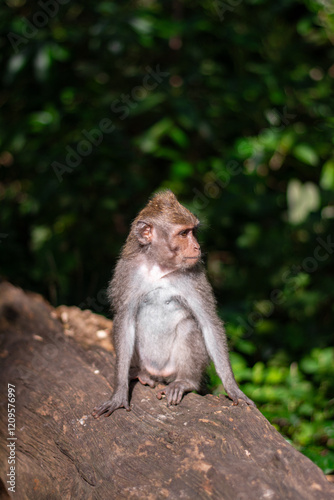 Macaca fascicularis, crab-eating macaque, long-tailed macaque relaxing in Monkey Forest, Ubud, Bali, Indonesia. Close up. Cute Monkey. Animal in wild nature