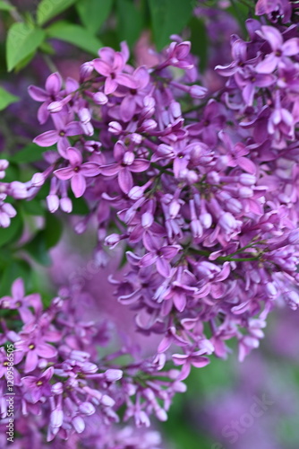lilac colour of lilac flowers close up, pink flowers of a bunch of lilacs close up 