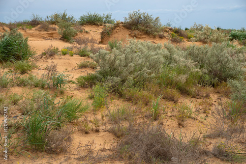 Flowering shrubs in the semi-desert of Kalmykia, Russia photo