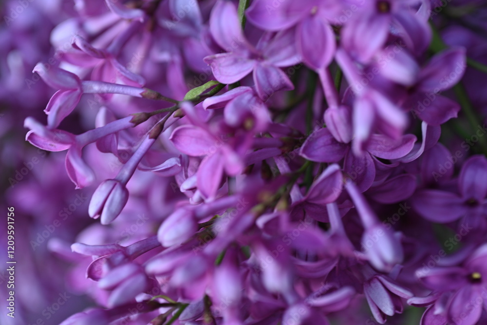 Fototapeta premium lilac colour of lilac flowers close up, pink flowers of a bunch of lilacs close up 