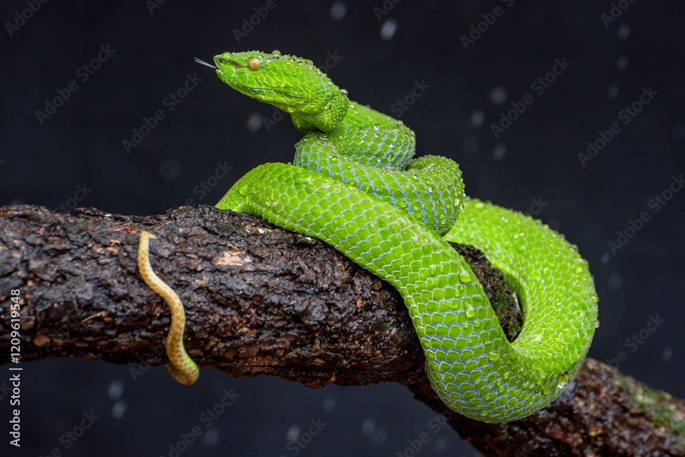 Obraz premium Green Snake in close up, part 6