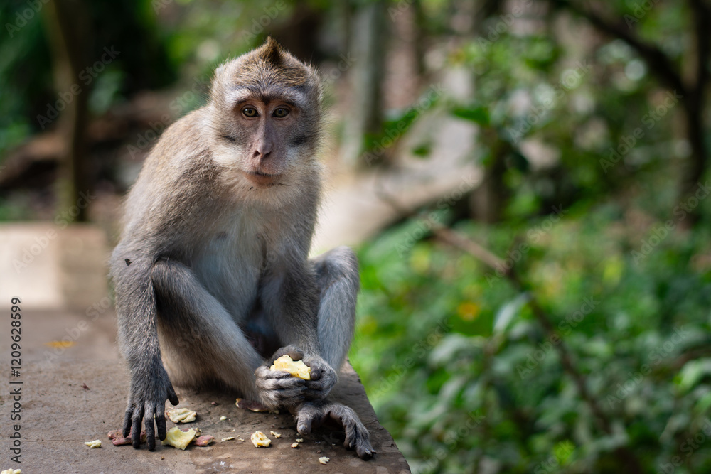 Macaca fascicularis, crab-eating macaque, long-tailed macaque eating sweet potato in Monkey Forest, Ubud, Bali, Indonesia. Close up. Cute Monkey. Animal in wild nature Macaca fascicularis, crab-eating macaque, long-tailed macaque eating sweet potato in Monkey Forest, Ubud, Bali, Indonesia. Close up. Cute Monkey. Animal in wild nature