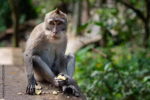 Macaca fascicularis, crab-eating macaque, long-tailed macaque eating sweet potato in Monkey Forest, Ubud, Bali, Indonesia. Close up. Cute Monkey. Animal in wild nature